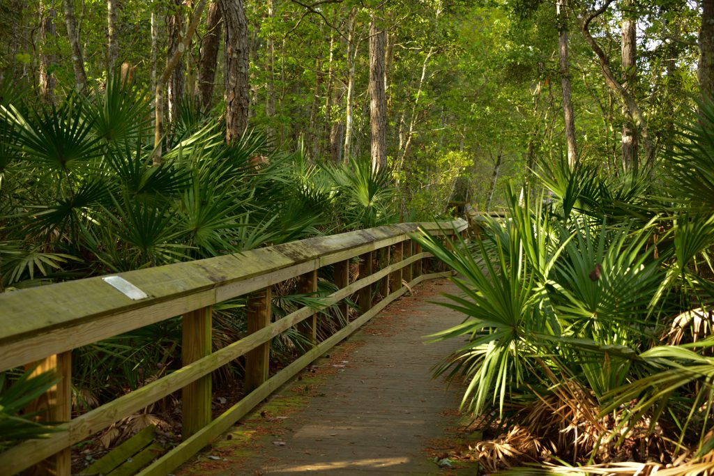 Wooden boardwalk along Goldenrod trail on a cloudy Florida day, Sunshine on leafs