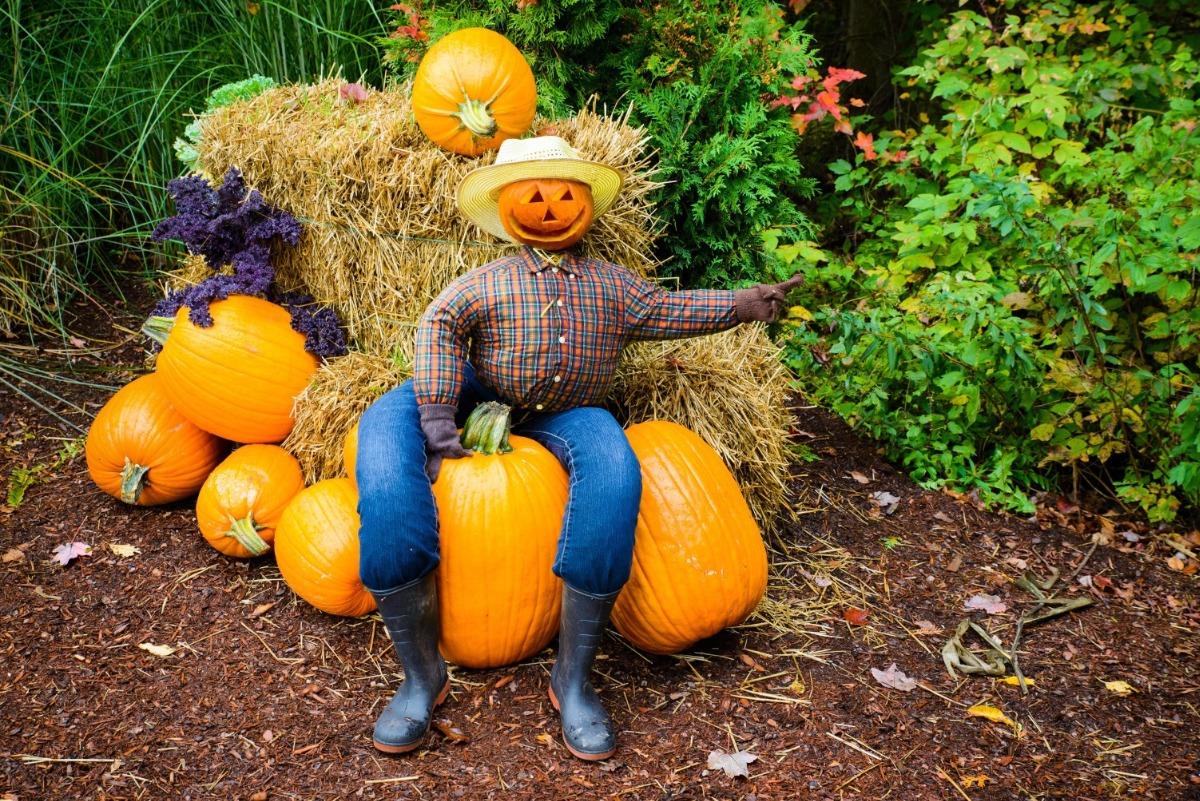 picture of a scarecrow sitting on some colorful pumpkins